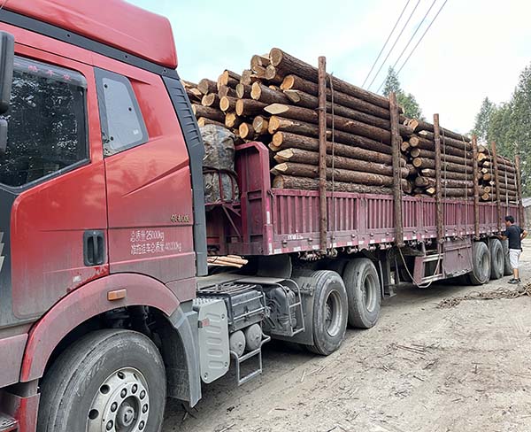 杉木樁能否進行二次加工以滿足特定需求？