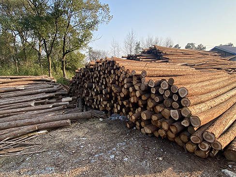 松木樁在園林景觀設(shè)計(jì)中扮演什么角色？