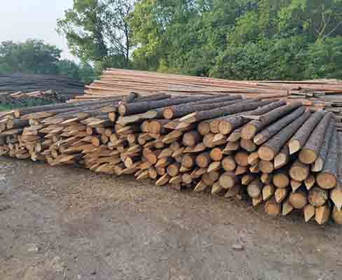 觀景松木樁在園林景觀工程中的應(yīng)用有哪些？