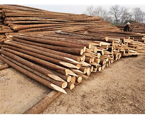 河道木樁的外觀特征有哪些？