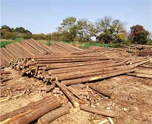 觀景木樁的霉變現(xiàn)象怎么判斷？