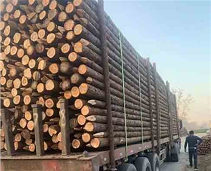 觀景木樁如何避免采購到劣質(zhì)？